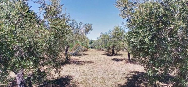 terreno agricolo in vendita a Giulianova in zona Colleranesco