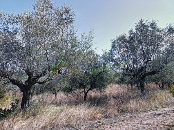 terreno agricolo in vendita a Giulianova in zona Case di Trento