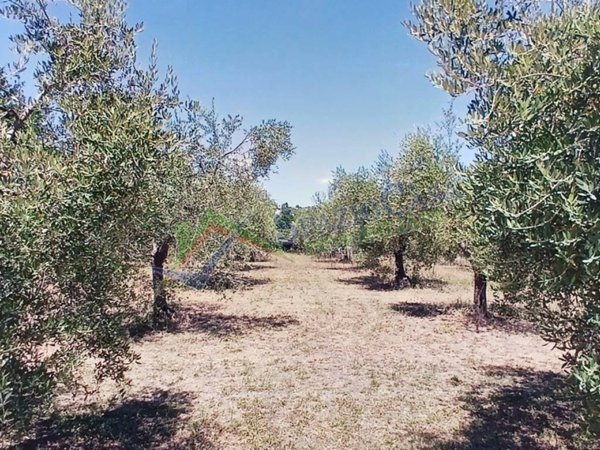 terreno agricolo in vendita a Giulianova