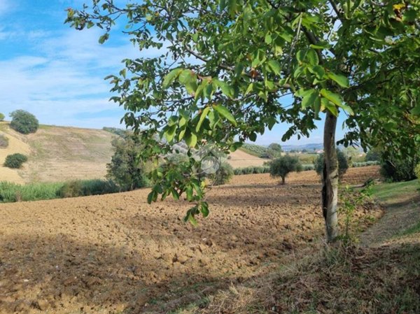 terreno agricolo in vendita a Morro d'Oro in zona Case di Bonaventura