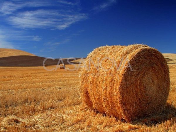terreno agricolo in vendita a Mosciano Sant'Angelo