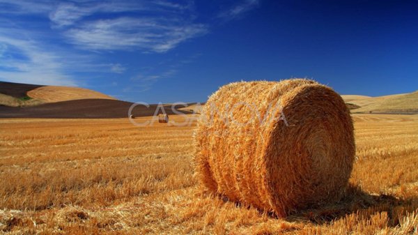 terreno agricolo in vendita a Mosciano Sant'Angelo