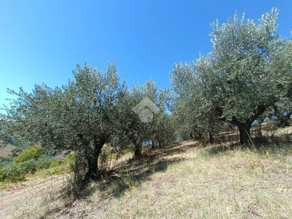 terreno agricolo in vendita a Pineto in zona Mutignano