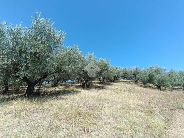 terreno agricolo in vendita a Pineto in zona Mutignano