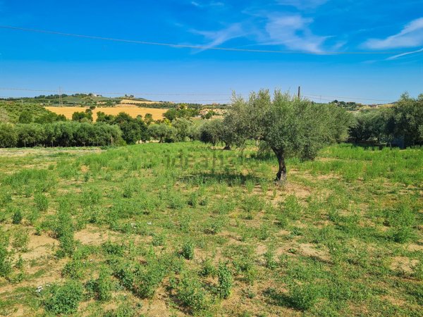 terreno agricolo in vendita a Pineto in zona Colle Morino