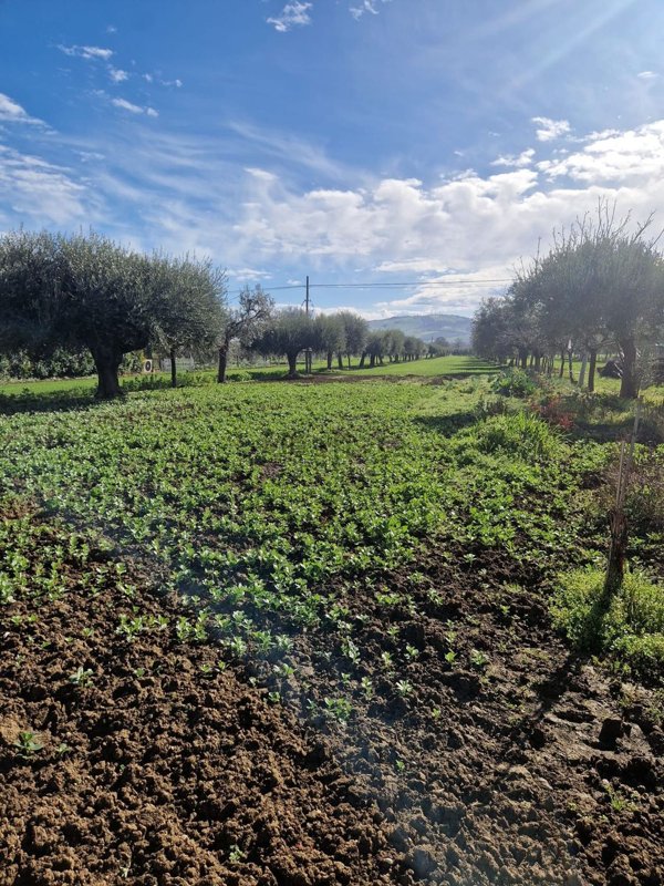 terreno edificabile in vendita a Roseto degli Abruzzi