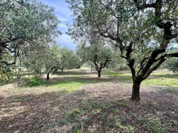 terreno in vendita a Roseto degli Abruzzi in zona Cologna Paese