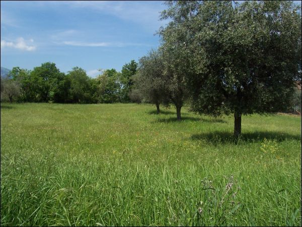 terreno agricolo in vendita a Sant'Egidio alla Vibrata
