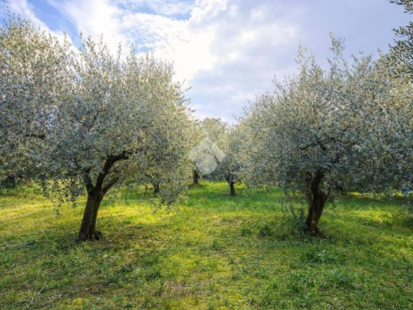 terreno in vendita a Sant'Omero in zona Poggio Morello