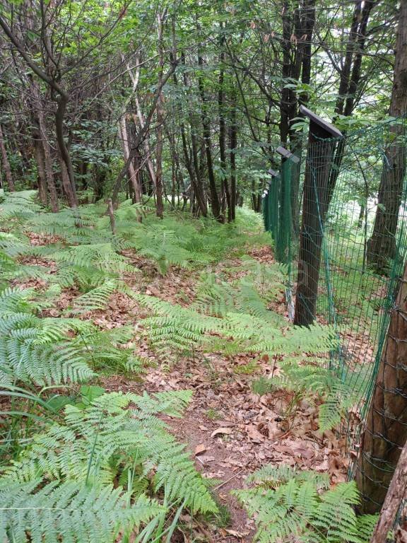terreno agricolo in vendita a Roccaforte Mondovì
