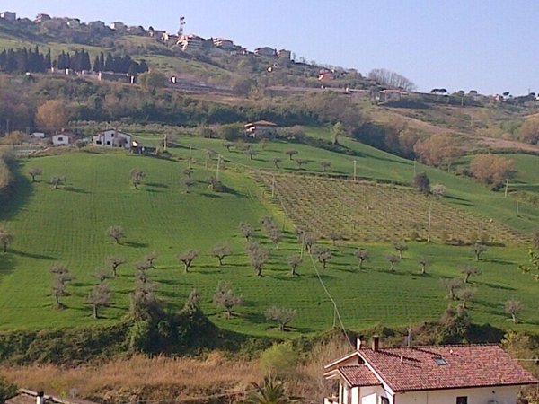terreno agricolo in vendita a Silvi