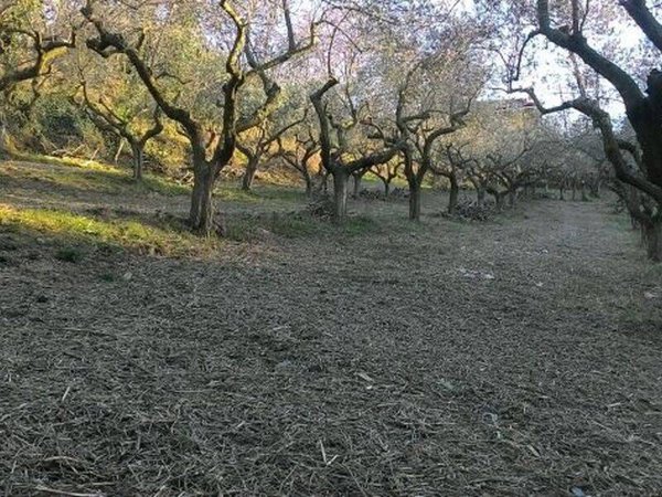 terreno edificabile in vendita a Silvi in zona Pianacce