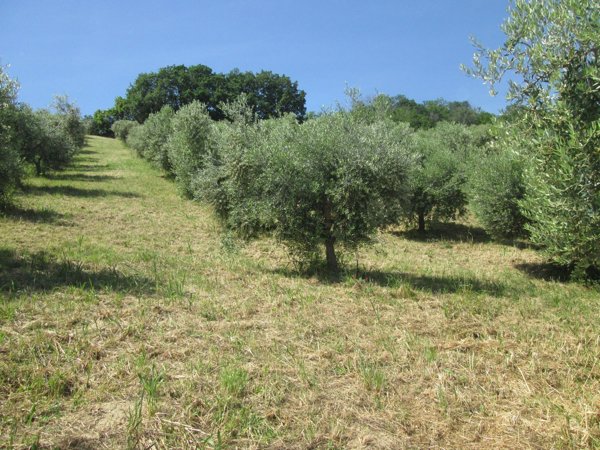 terreno agricolo in vendita a Silvi