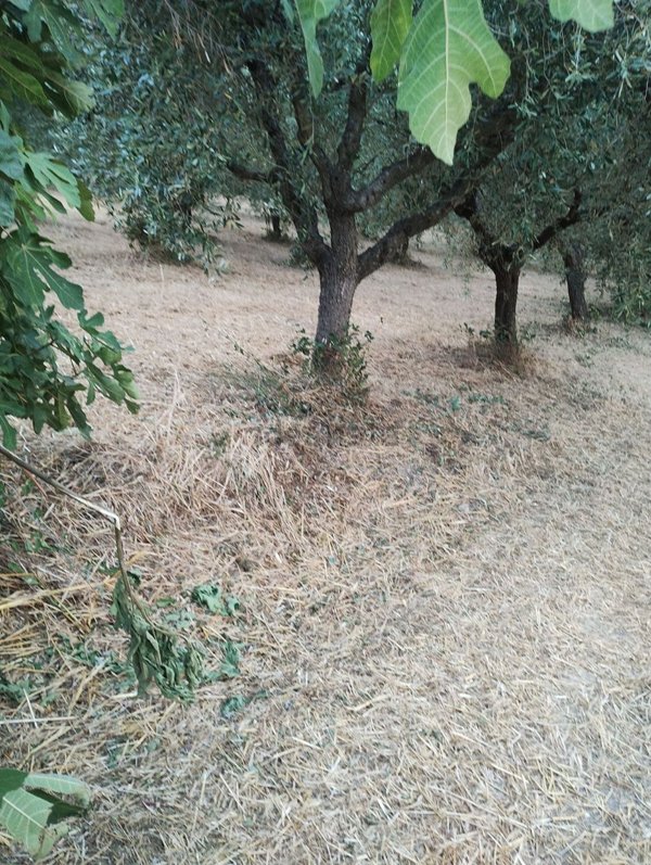 casa indipendente in vendita a Teramo in zona San Nicolò a Tordino