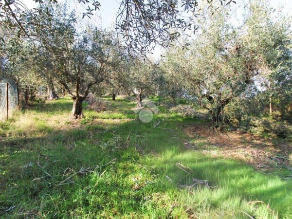 terreno agricolo in vendita a Tortoreto