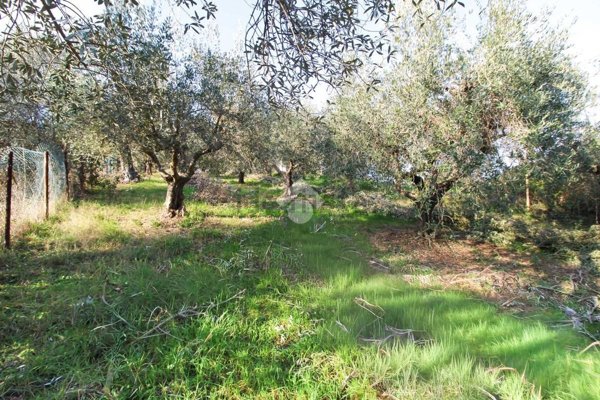 terreno agricolo in vendita a Tortoreto
