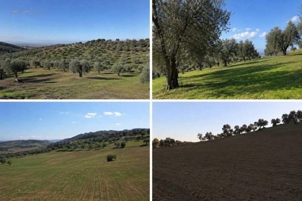 terreno agricolo in vendita a Tortoreto