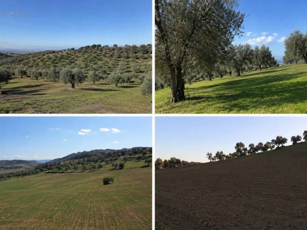 terreno agricolo in vendita a Tortoreto