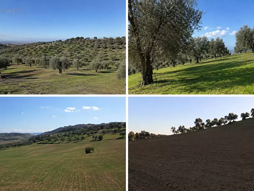 terreno agricolo in vendita a Tortoreto