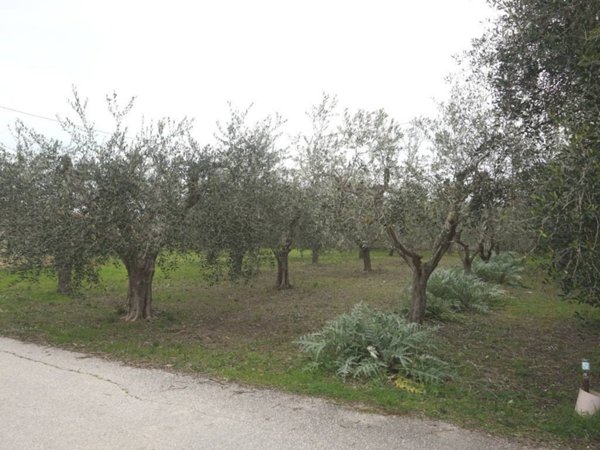 terreno agricolo in vendita a Martinsicuro