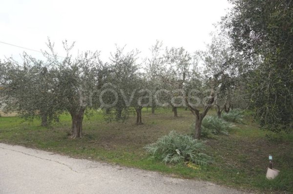 terreno agricolo in vendita a Martinsicuro