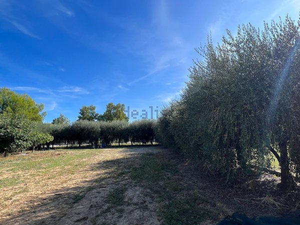 terreno agricolo in vendita a Martinsicuro