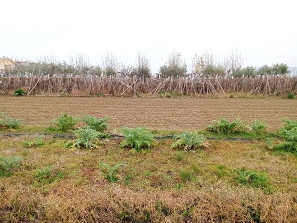 terreno agricolo in vendita a Martinsicuro in zona Villa Rosa