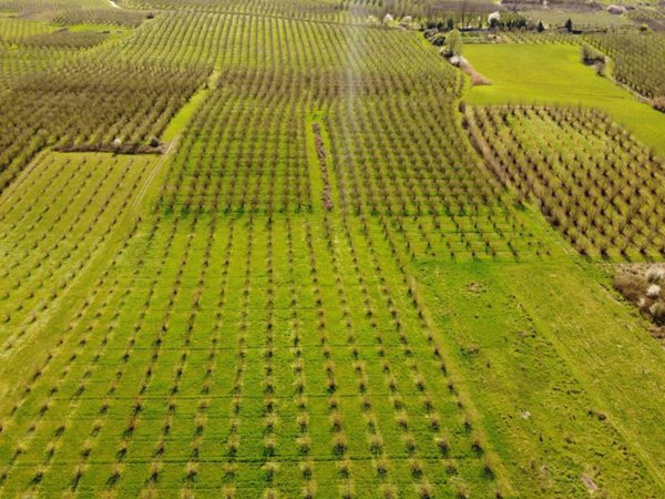 terreno agricolo in vendita a Roddi