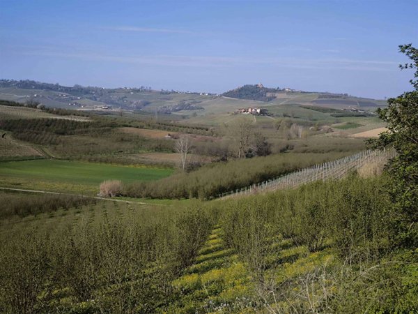 terreno agricolo in vendita a Roddi