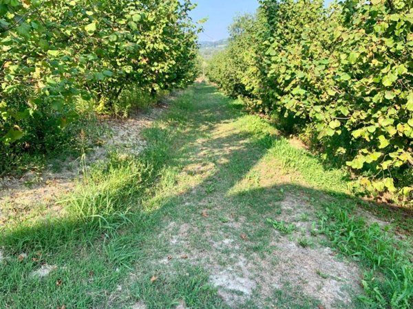 terreno agricolo in vendita a Roddino