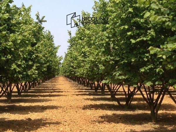 terreno agricolo in vendita a Roddino