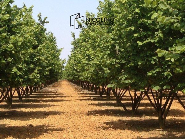 terreno agricolo in vendita a Roddino