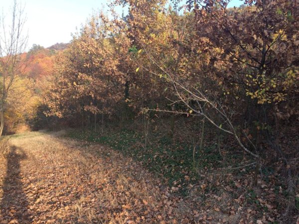 terreno agricolo in vendita a Saluzzo