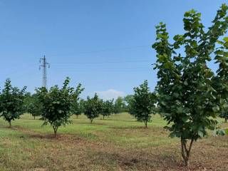 terreno agricolo in vendita a Saluzzo