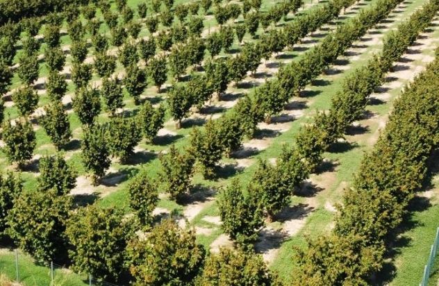 terreno agricolo in vendita a Saluzzo