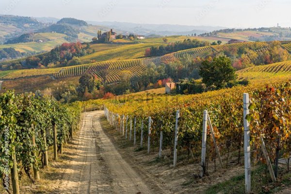 terreno agricolo in vendita a Serralunga d'Alba