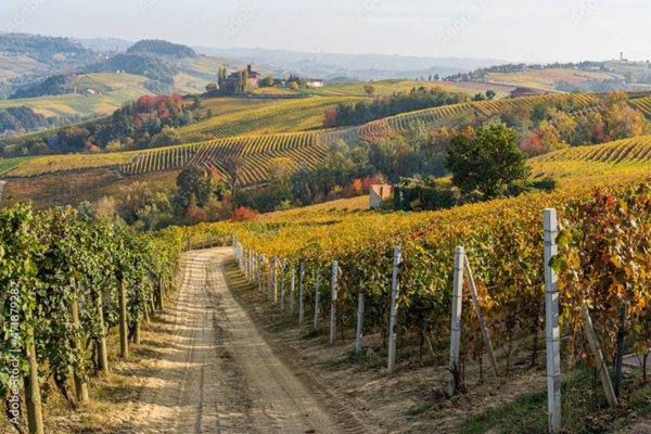 terreno agricolo in vendita a Serralunga d'Alba