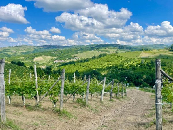 terreno agricolo in vendita a Serralunga d'Alba