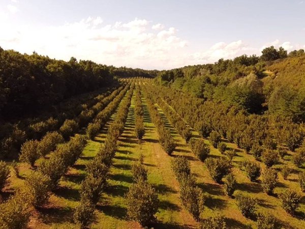terreno agricolo in vendita a Sommariva Perno