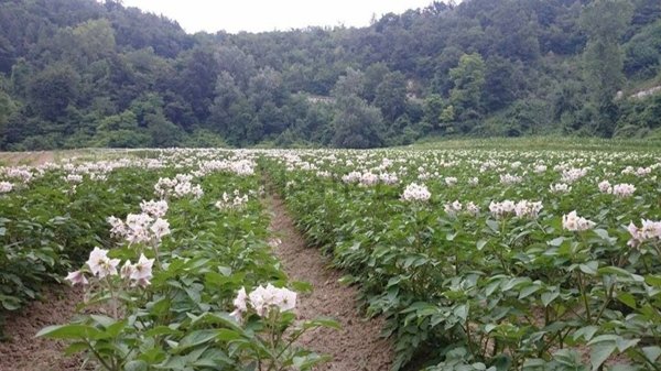 casale in vendita a Torresina