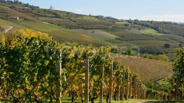 terreno agricolo in vendita a Treiso