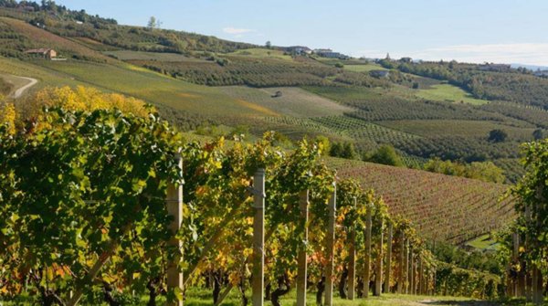 terreno agricolo in vendita a Treiso