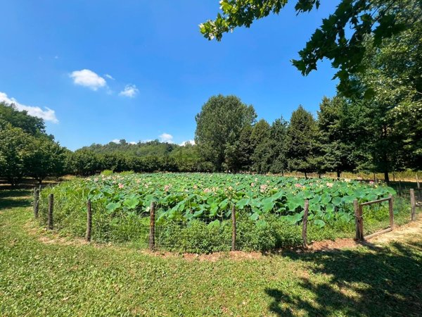 terreno agricolo in vendita a Vezza d'Alba in zona Riassolo
