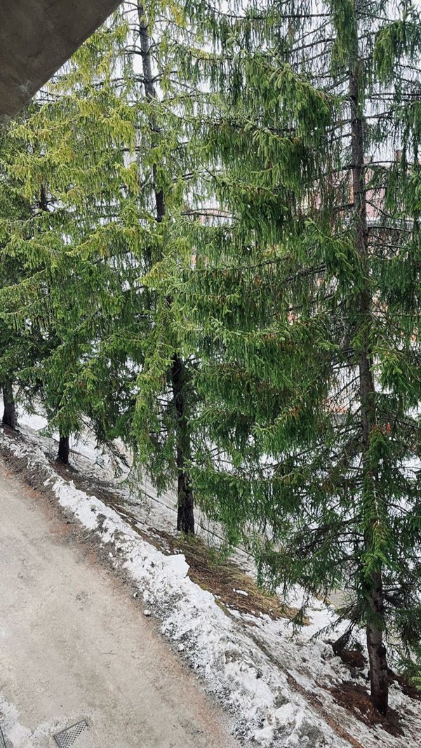 appartamento in vendita a Viola