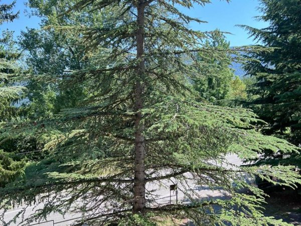 appartamento in vendita a Viola