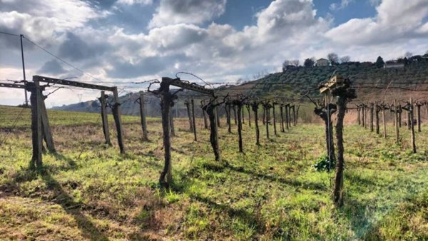terreno agricolo in vendita a Brittoli