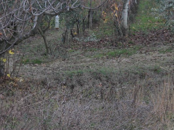 terreno agricolo in vendita a Cappelle sul Tavo