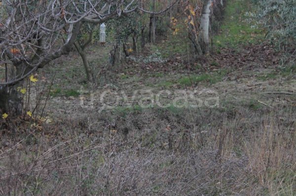 terreno agricolo in vendita a Cappelle sul Tavo