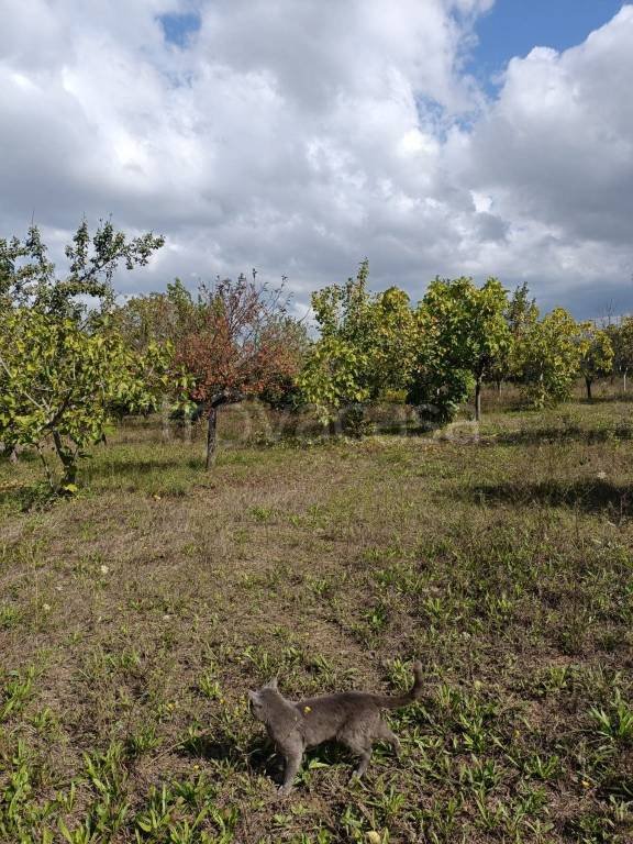 terreno agricolo in vendita a Cappelle sul Tavo