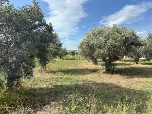 terreno agricolo in vendita a Catignano